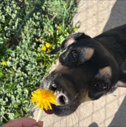 Enlarge Belle , an adoptable Mixed Breed in Rapid City, SD image 3/6