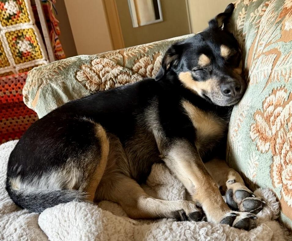 Enlarge Belle , an adoptable Mixed Breed in Rapid City, SD image 2/6