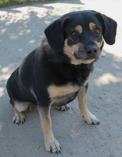 Belle - In Foster, a ADOPTABLE Mixed Breed in Rapid City, SD image 2/3