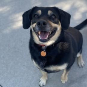 Belle - In Foster, ADOPTABLE, Adult Female Mixed Breed.