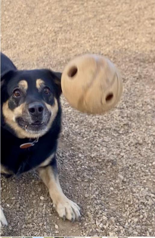 Enlarge Belle , an adoptable Mixed Breed in Rapid City, SD image 4/6