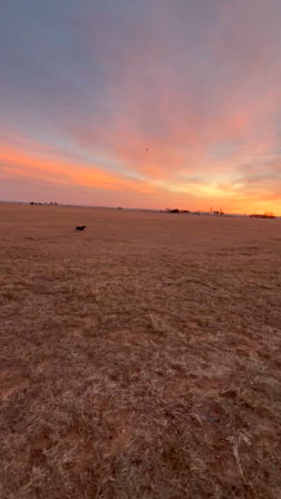 Enlarge Belle , an adoptable Mixed Breed in Rapid City, SD video 6/6