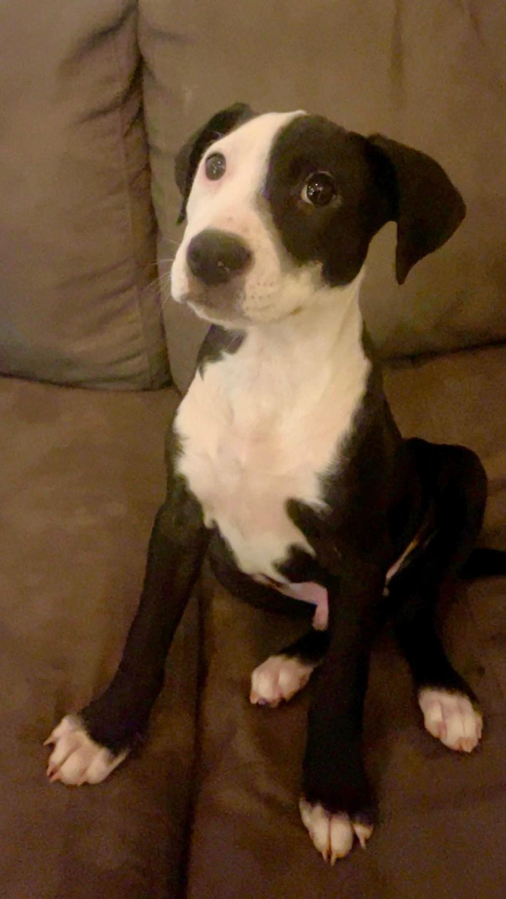 Enlarge Valentino, a ADOPTABLE Mixed Breed in Schaumburg, IL image 3/4