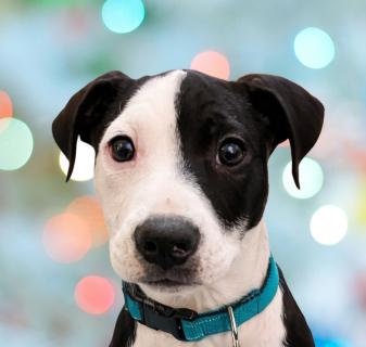 Enlarge Valentino, a ADOPTABLE Mixed Breed in Schaumburg, IL image 1/4