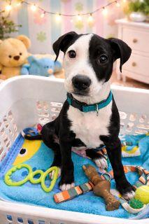 Enlarge Valentino, a ADOPTABLE Mixed Breed in Schaumburg, IL image 4/4