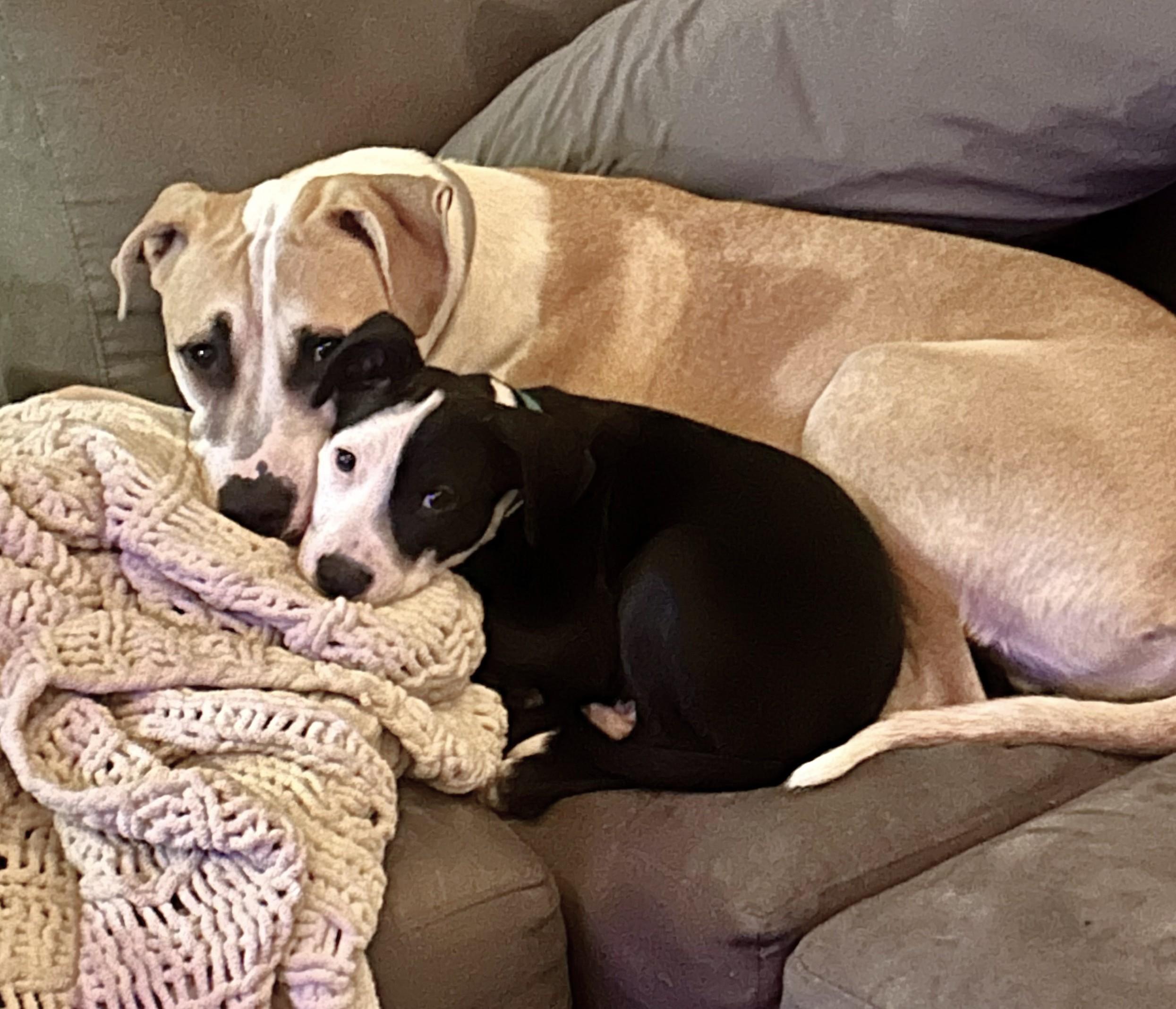 Enlarge Valentino, a ADOPTABLE Mixed Breed in Schaumburg, IL image 2/4