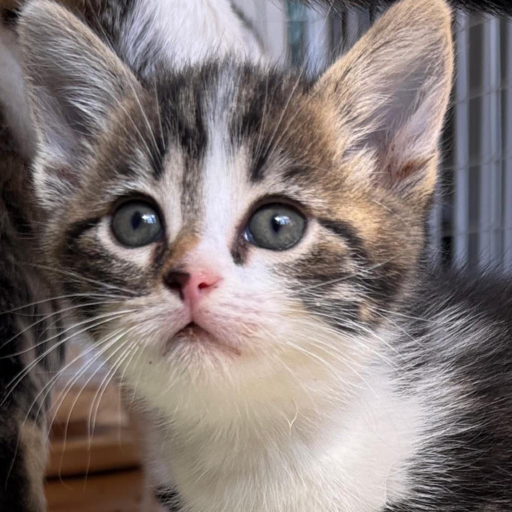 Kool-aide, Adoptable, Kitten Female Domestic Short Hair.