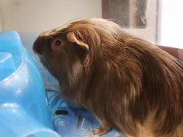 Chip, Adoptable, Adult Male Guinea Pig & Guinea Pig.