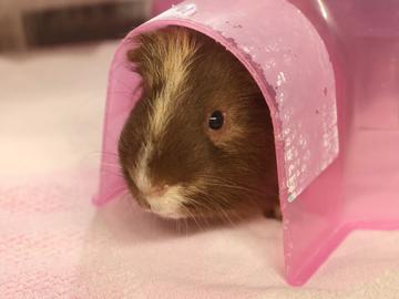 Chip, Adoptable, Adult Male Guinea Pig & Guinea Pig.