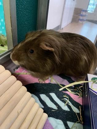 Chip, a Adoptable Guinea Pig in Virginia Beach, VA image 3/3