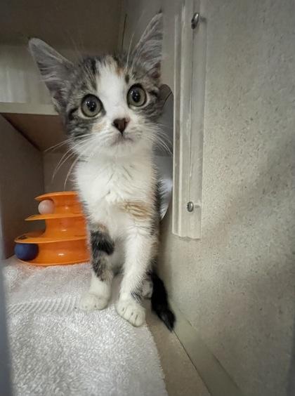 Poppy, an adoptable Domestic Short Hair in Steamboat Springs, CO, 80477 | Photo Image 1