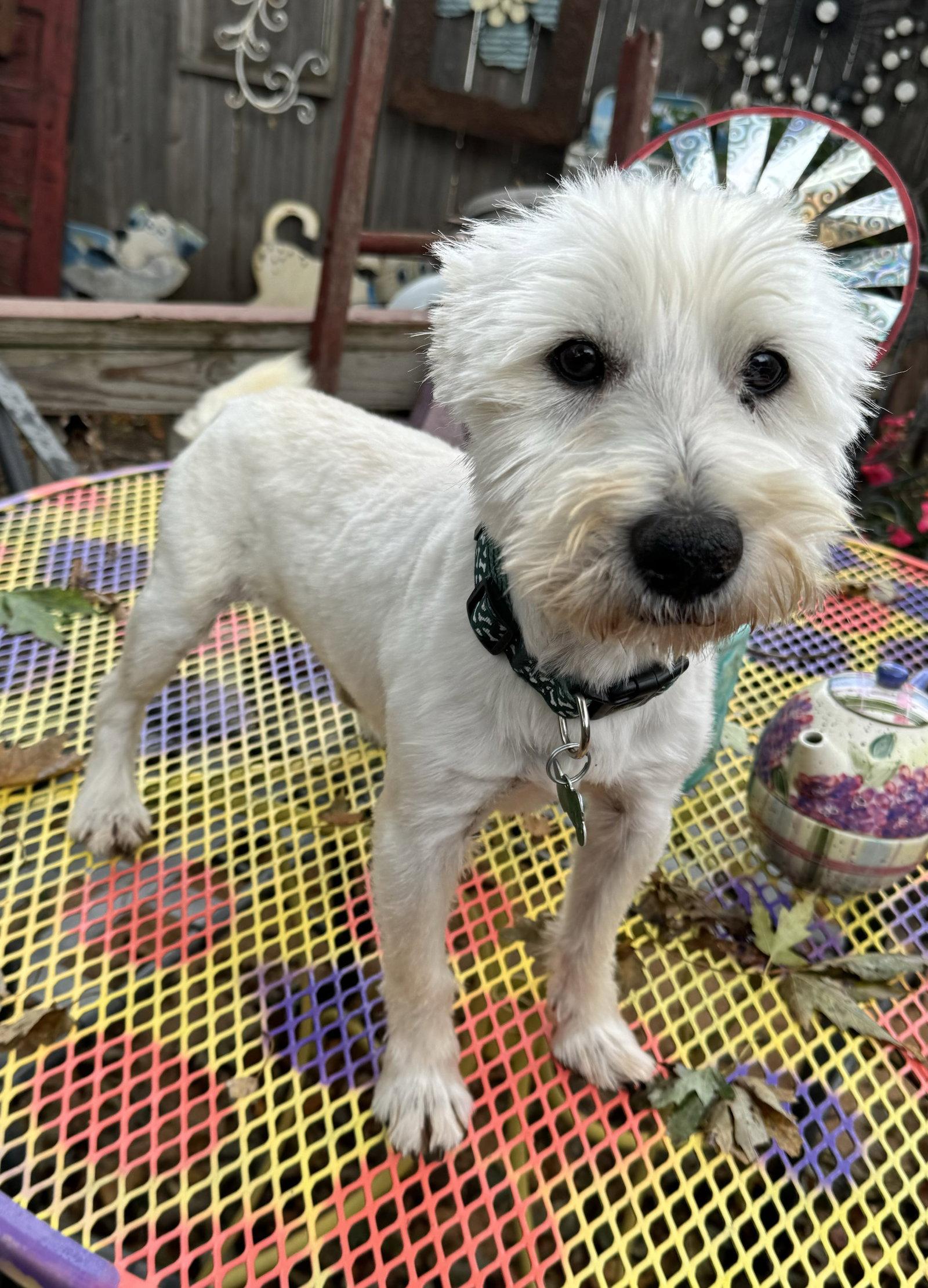 Zachary, Adopted, Adult Male West Highland White Terrier / Westie.