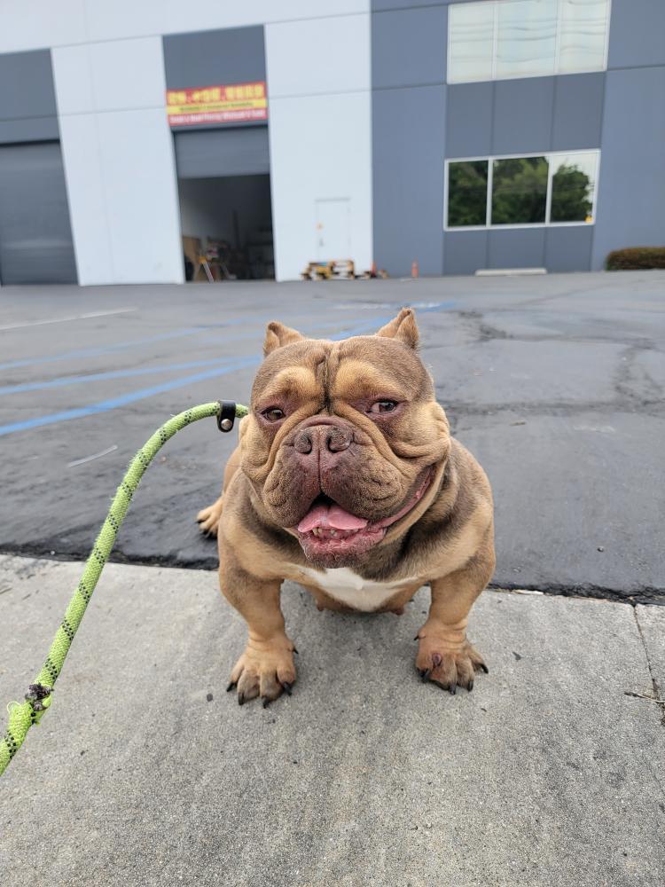 Diabel, a Adoptable American Bully in rowland heights, CA image 1/3