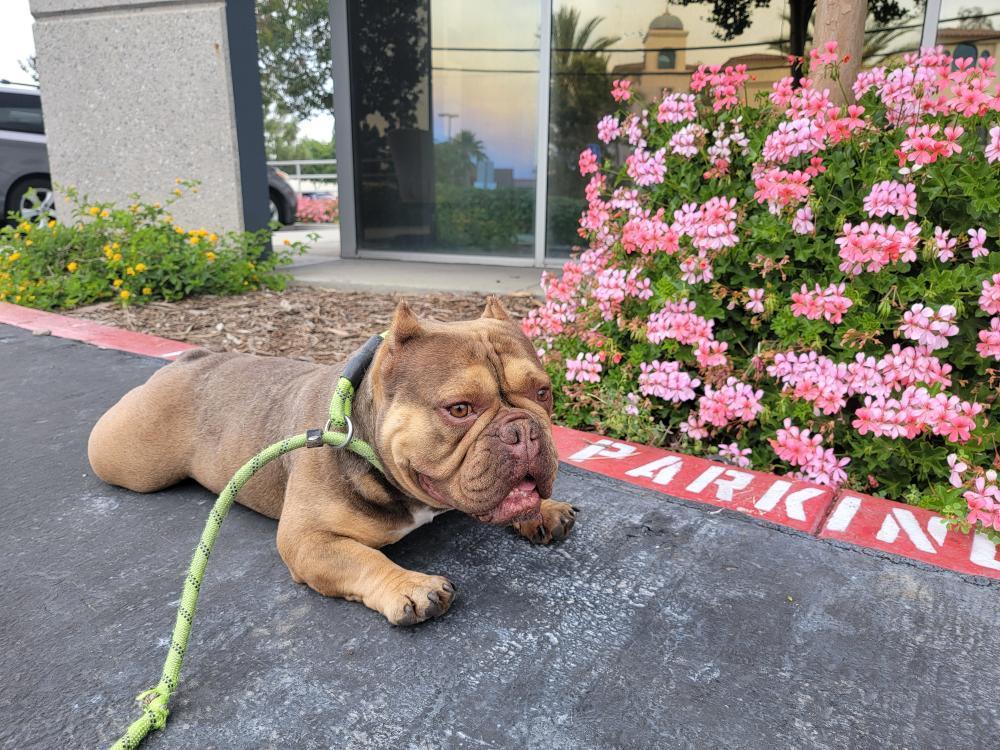 Diabel, a Adoptable American Bully in rowland heights, CA image 2/3