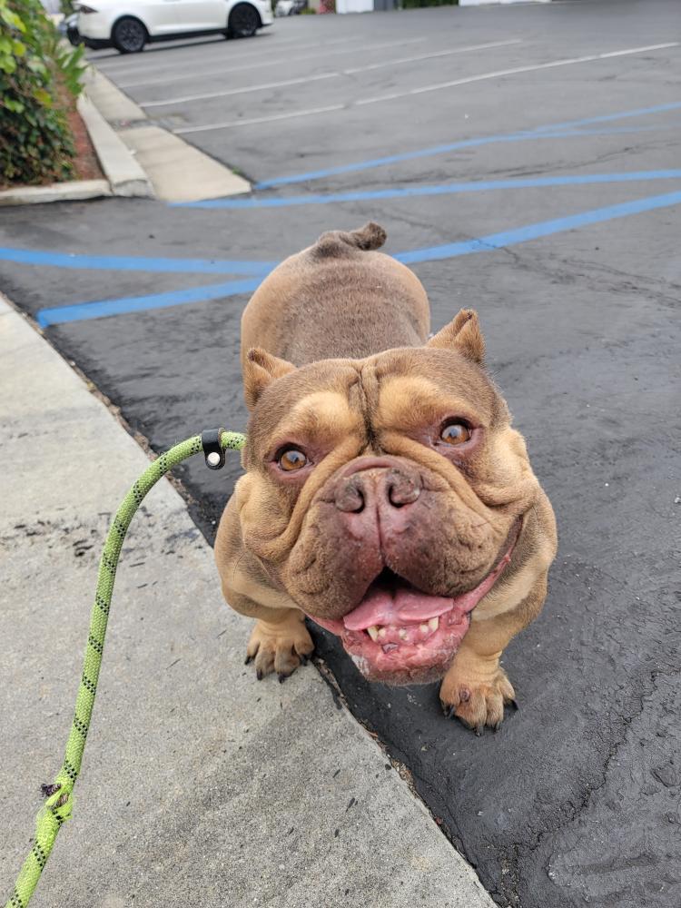 Diabel, a Adoptable American Bully in rowland heights, CA image 3/3