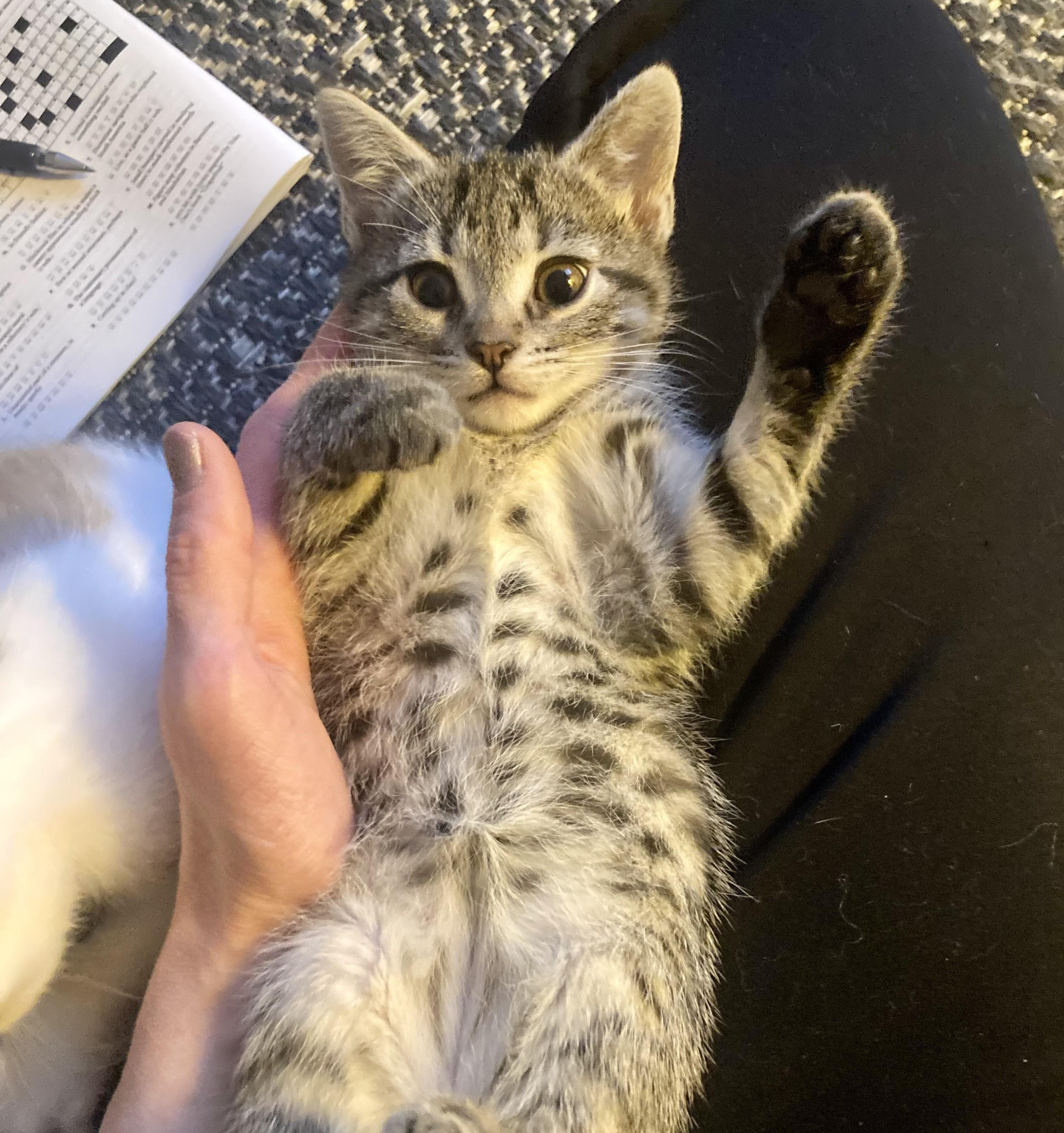 Midna, Adopted, Young Female Domestic Short Hair.