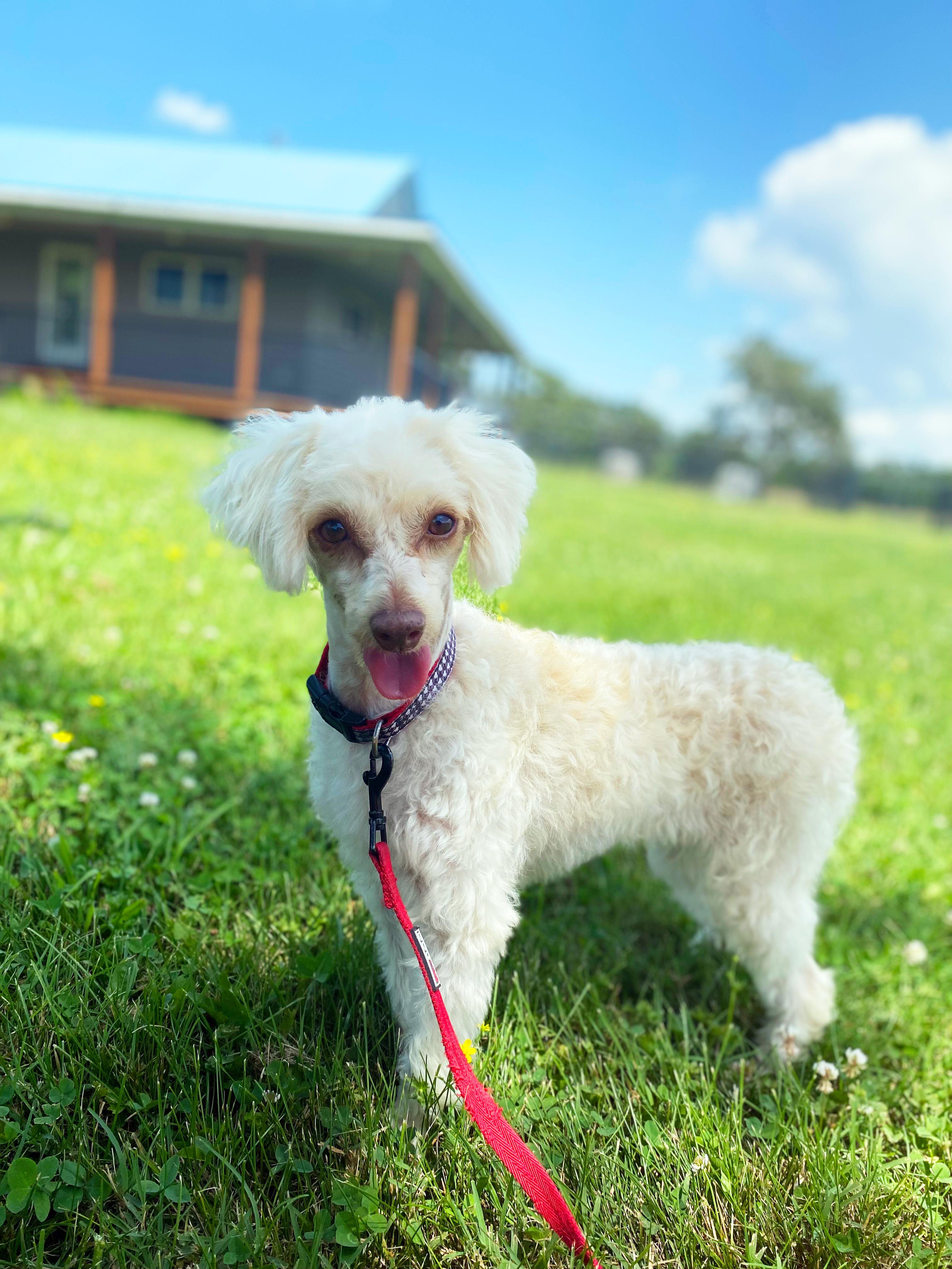 Gypsy, an adoptable Aussiedoodle in Neosho, MO, 64850 | Photo Image 2