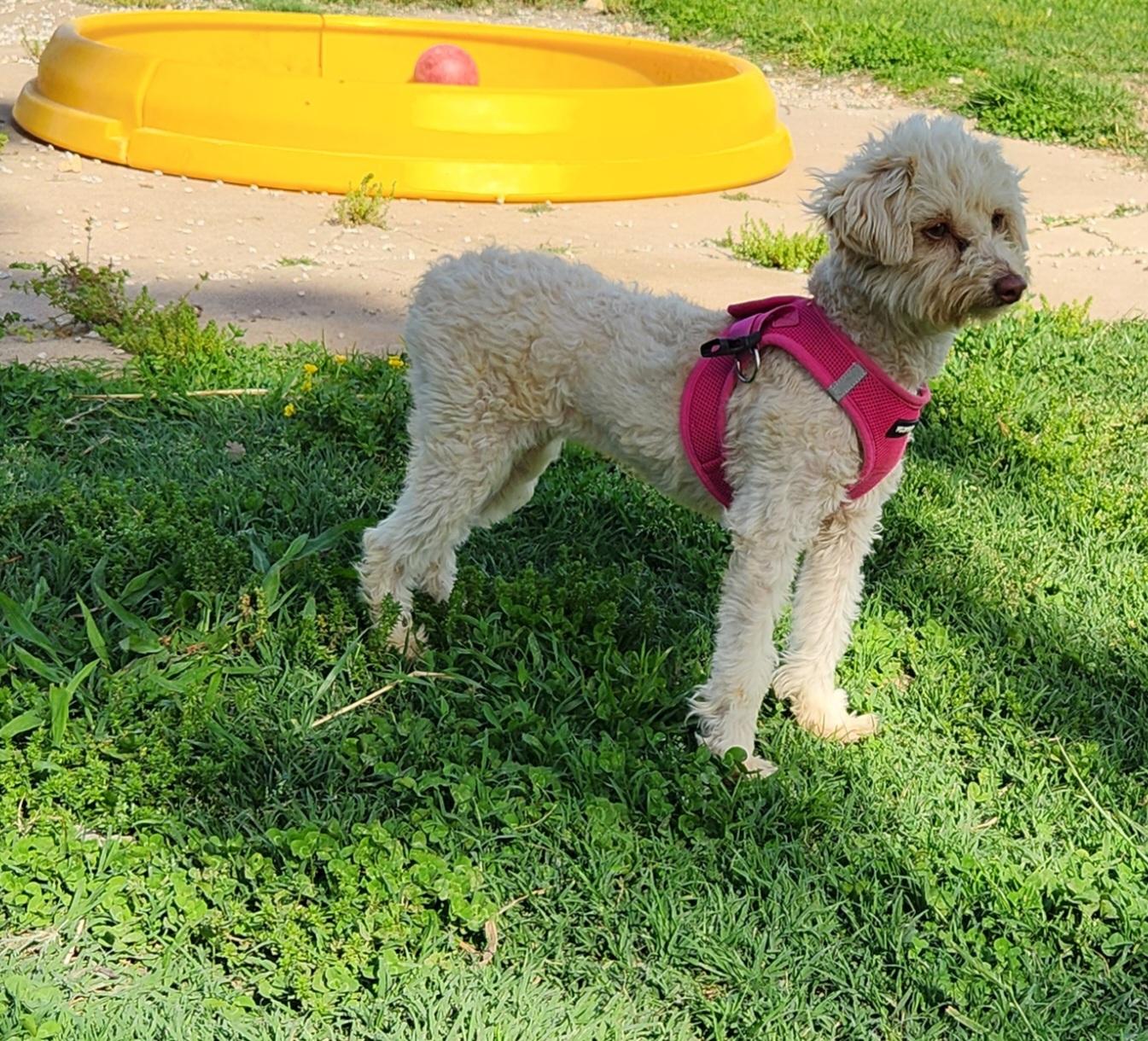 Gypsy photo 1