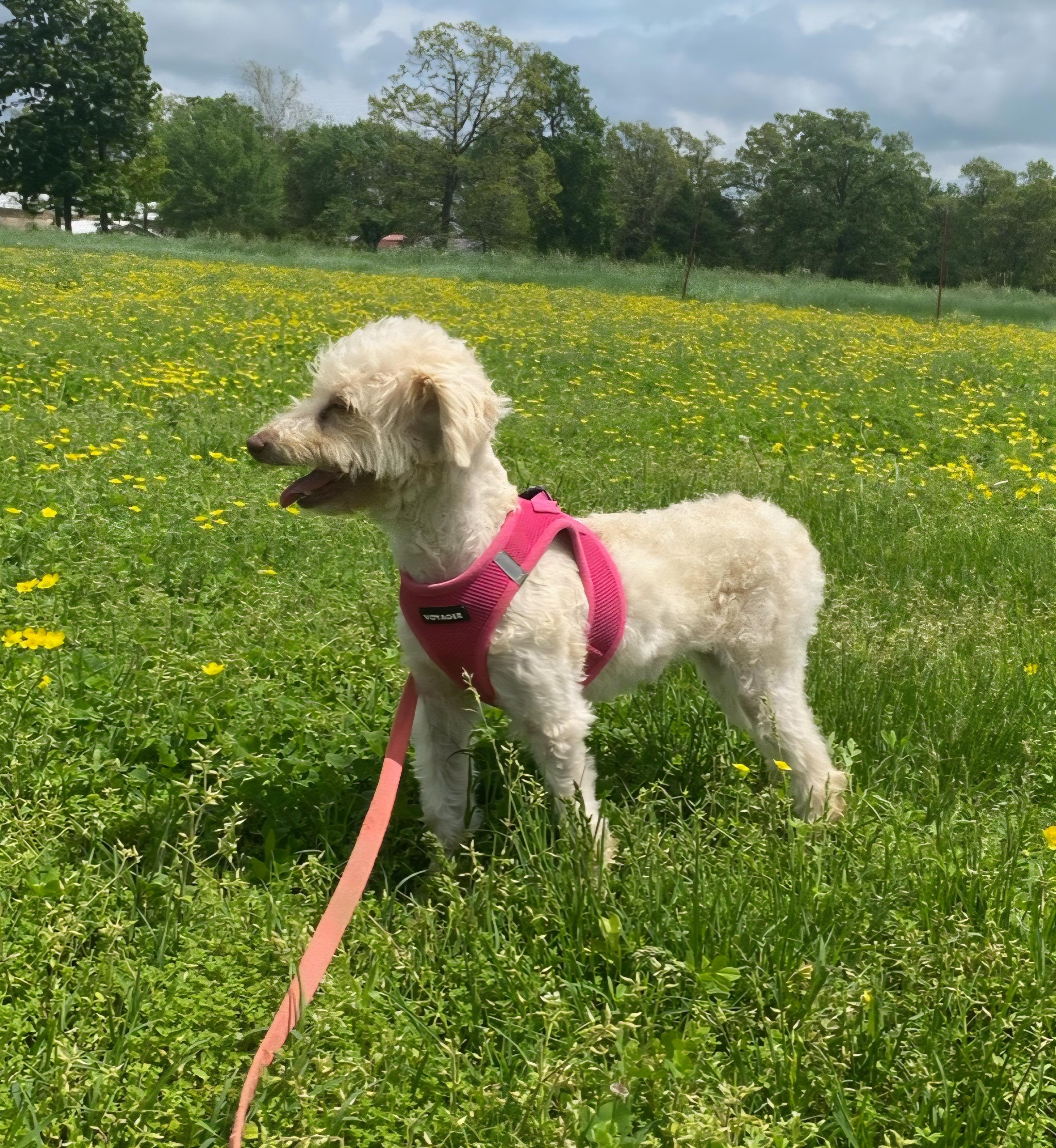 Gypsy, an adoptable Aussiedoodle in Neosho, MO, 64850 | Photo Image 3