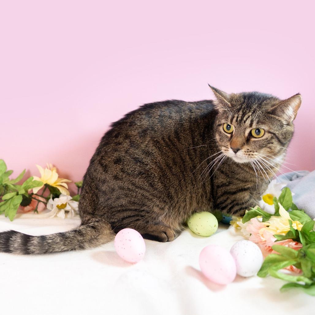 Missy, Adoptable, Adult Female Domestic Short Hair.