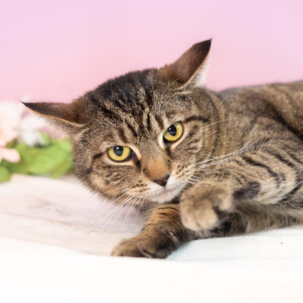 Missy, a Adoptable Domestic Short Hair in Durham, NC image 2/5