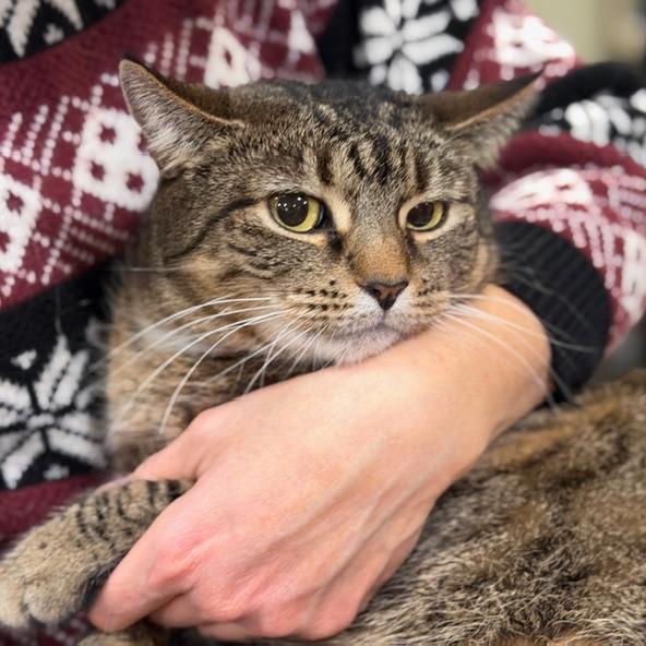 Missy, a Adoptable Domestic Short Hair in Durham, NC image 3/5