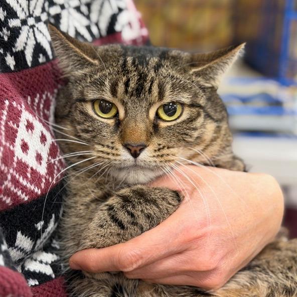 Missy, a Adoptable Domestic Short Hair in Durham, NC image 4/5
