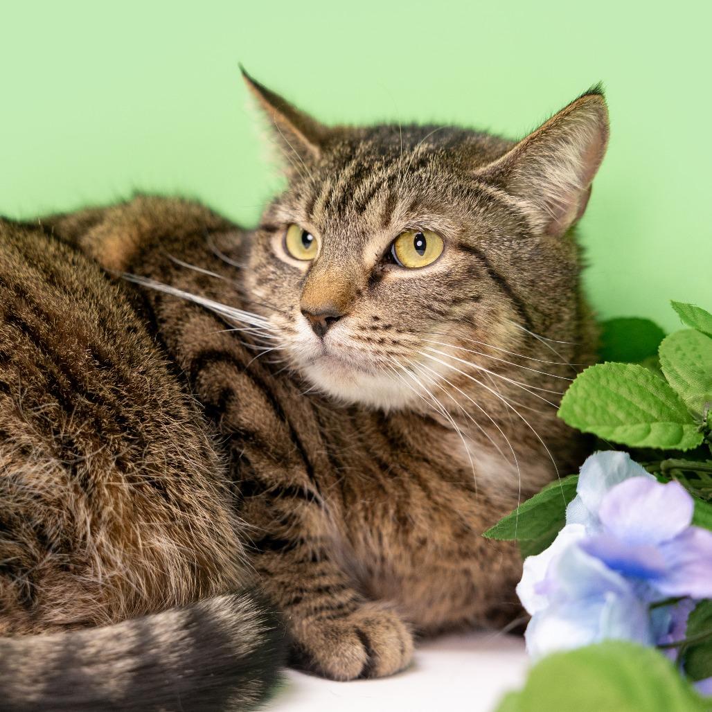 Missy, a Adoptable Domestic Short Hair in Durham, NC image 5/5