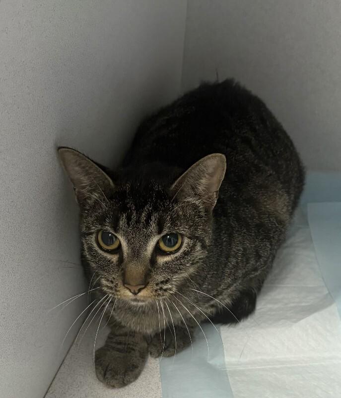 Greta 12/30/25, Adoptable, Adult Female Domestic Short Hair.