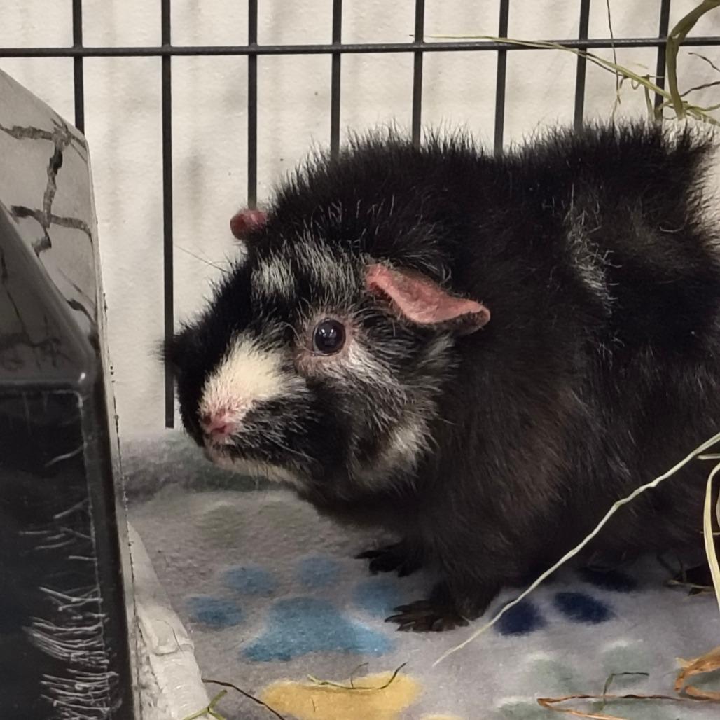 Beanie, Adoptable, Young Female Guinea Pig.