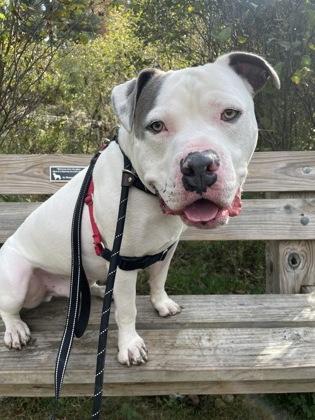 Levi, an adoptable American Staffordshire Terrier in Traverse City, MI, 49696 | Photo Image 3