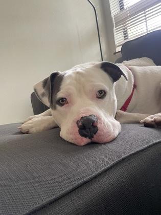 Levi, an adoptable American Staffordshire Terrier in Traverse City, MI, 49696 | Photo Image 4