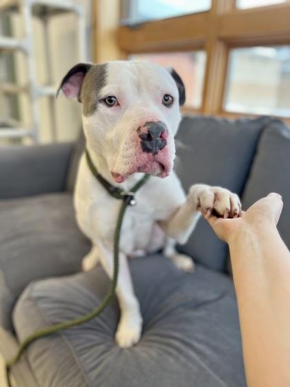 Levi, an adoptable American Staffordshire Terrier in Traverse City, MI, 49696 | Photo Image 5