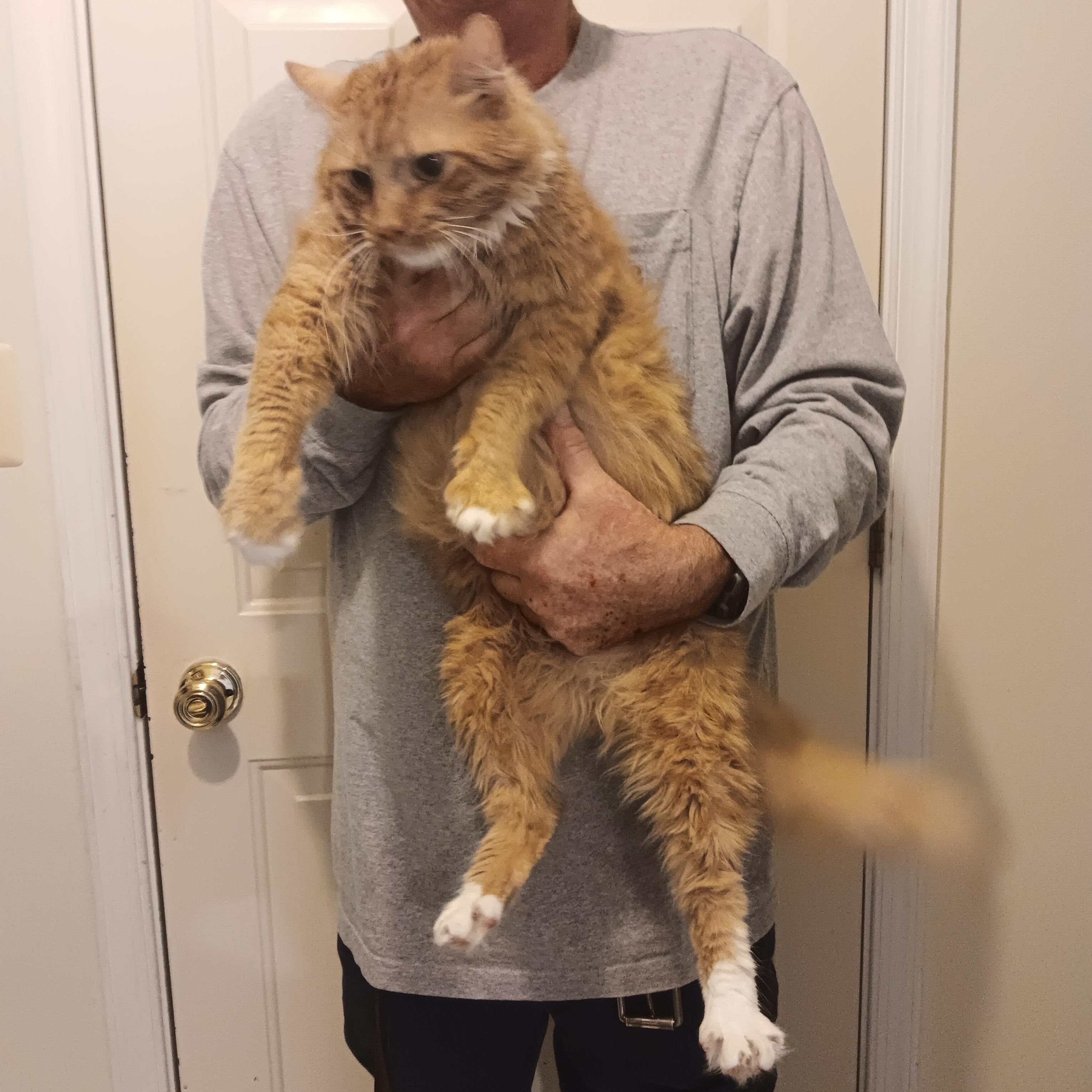 Enlarge TJ, a Adoptable mixed breed in North East, MD image 2/2