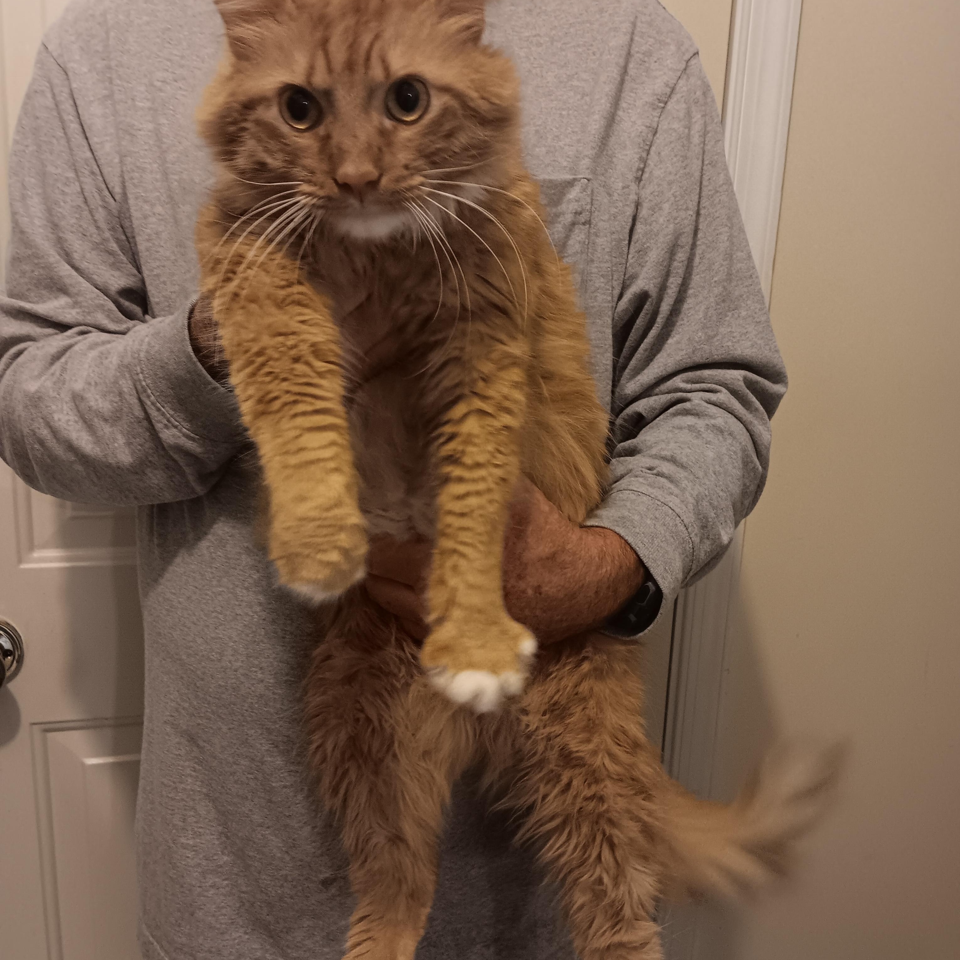 TJ, Adoptable, Adult Male Maine Coon.