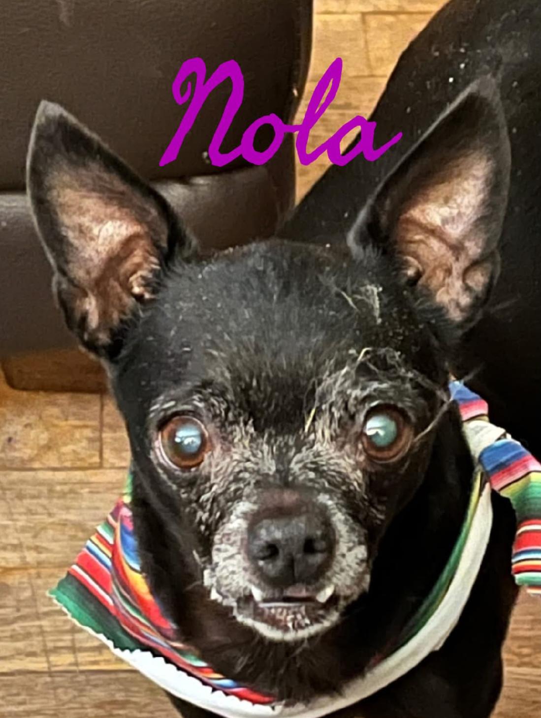 Nola, an adoptable Chihuahua in Powell Butte, OR, 97753 | Photo Image 1