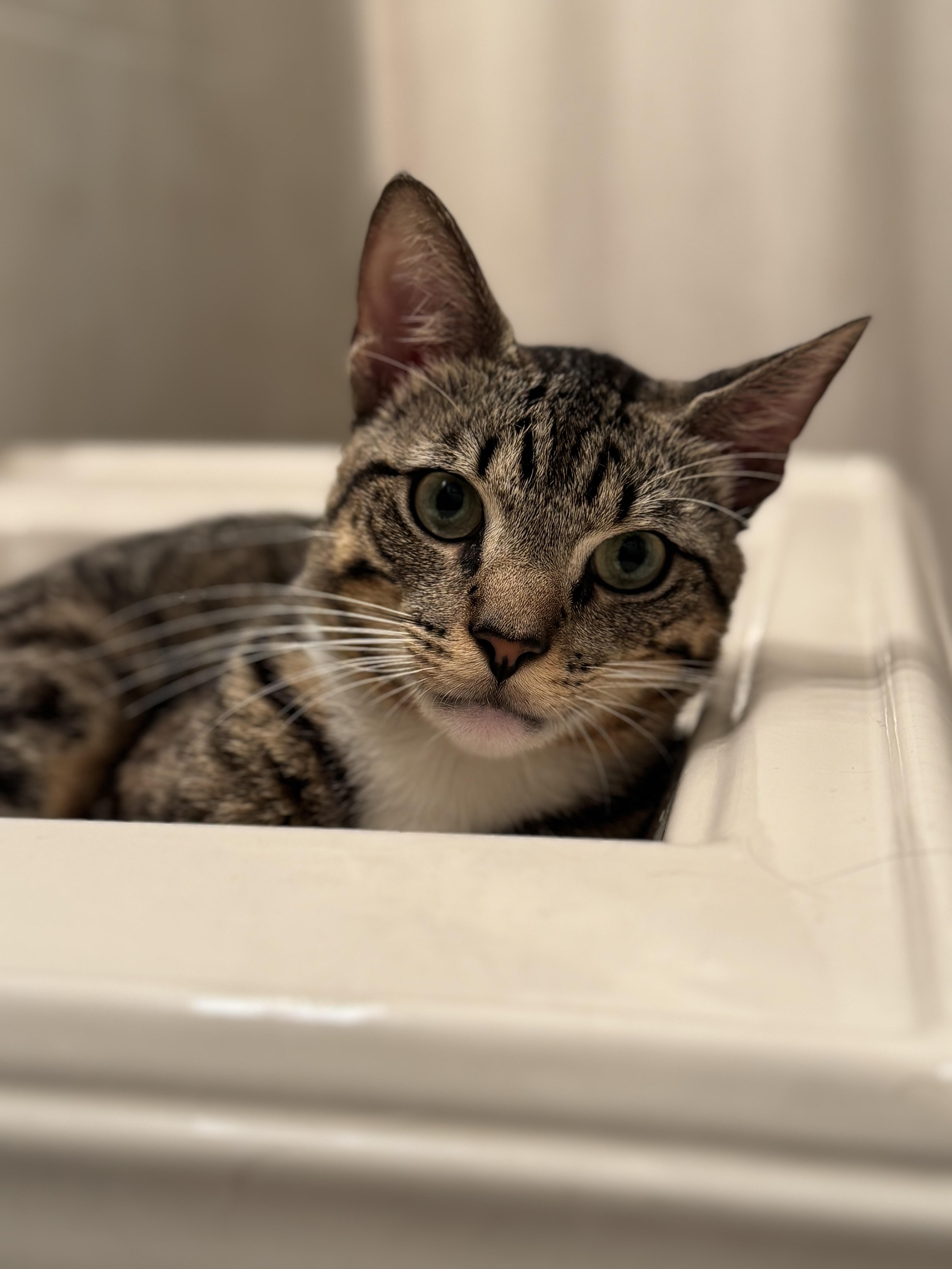 Rufus *$100 adoption fee*
