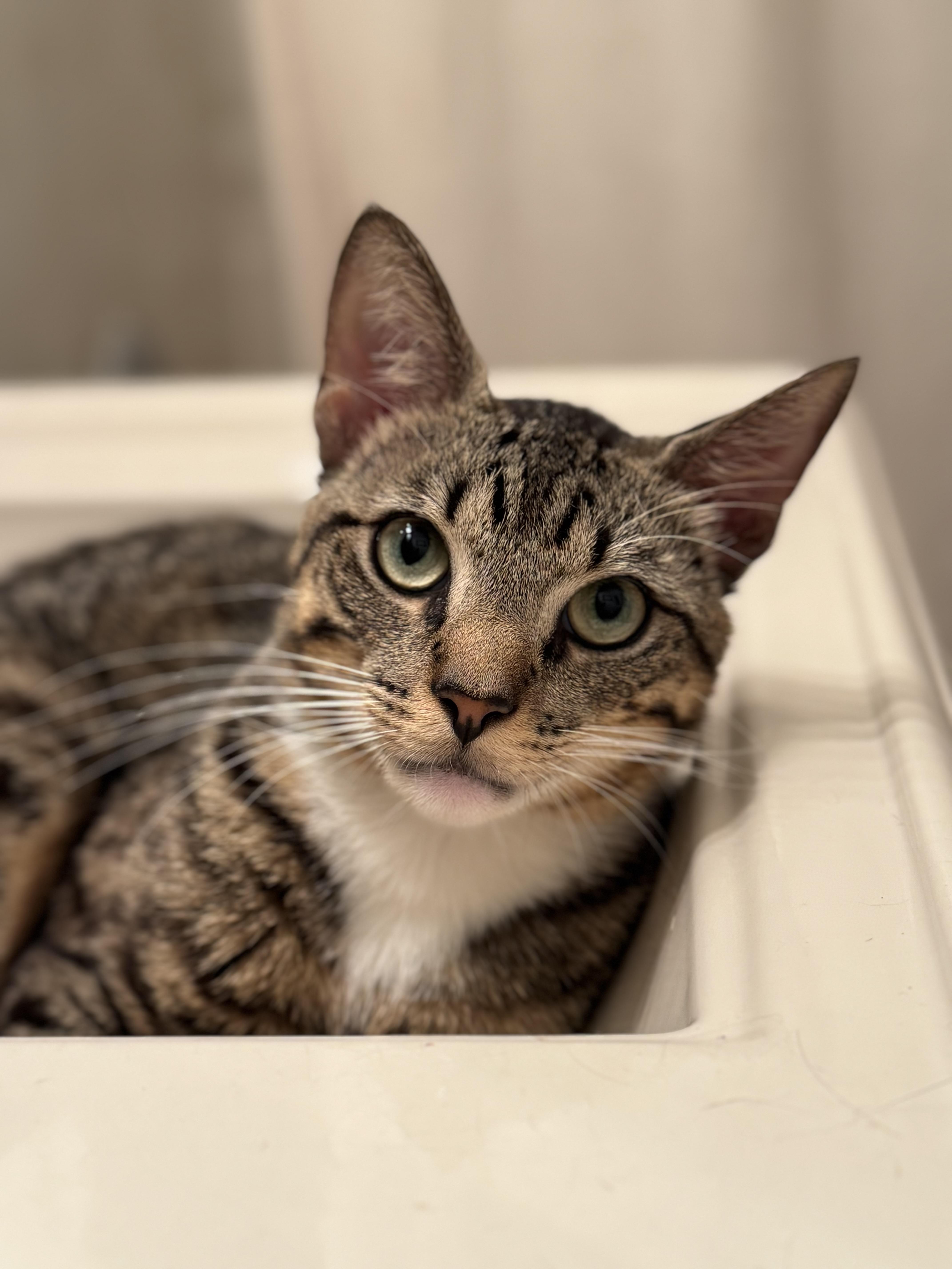 Rufus *$100 adoption fee*