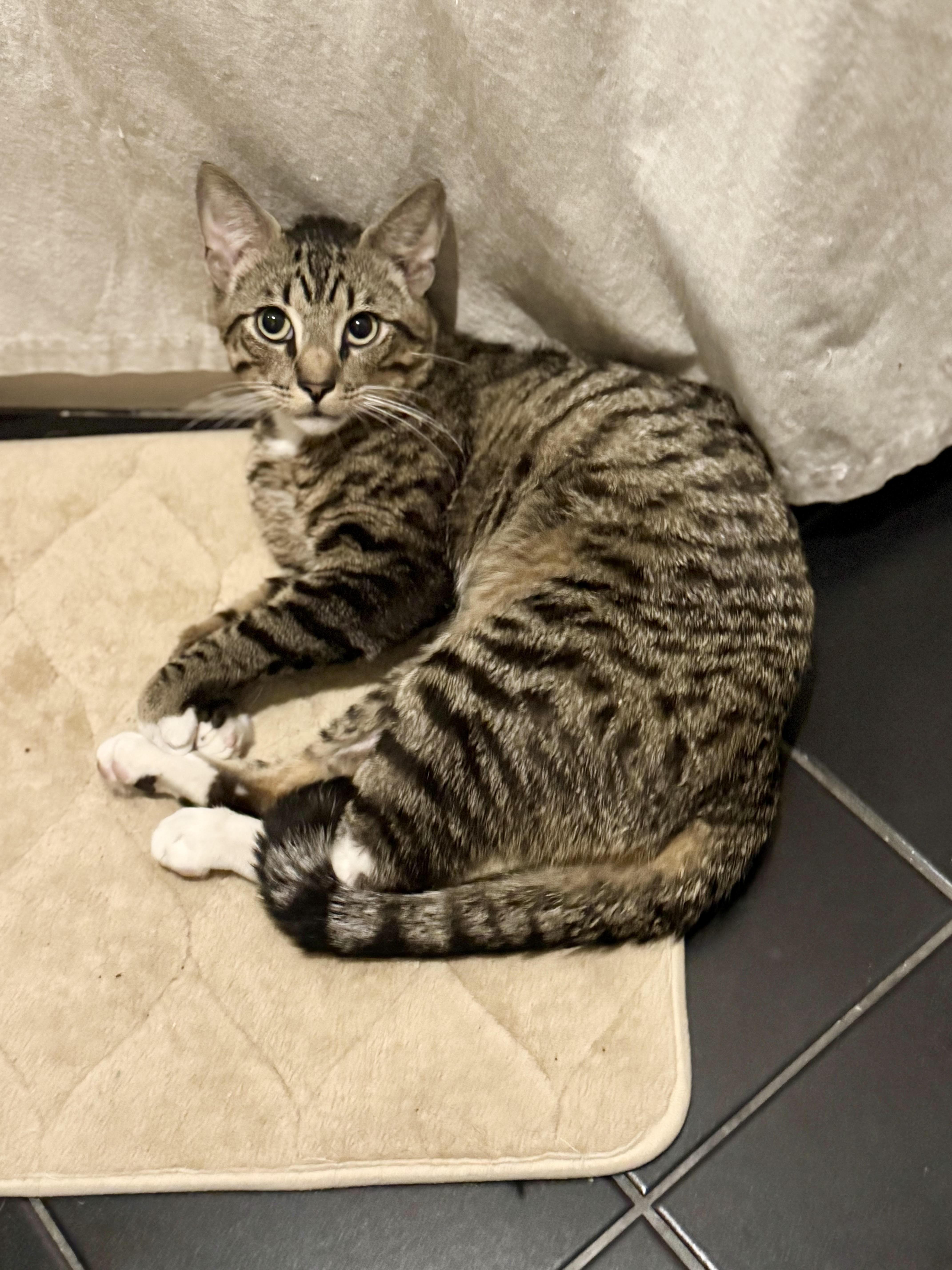 Rufus *$100 adoption fee*