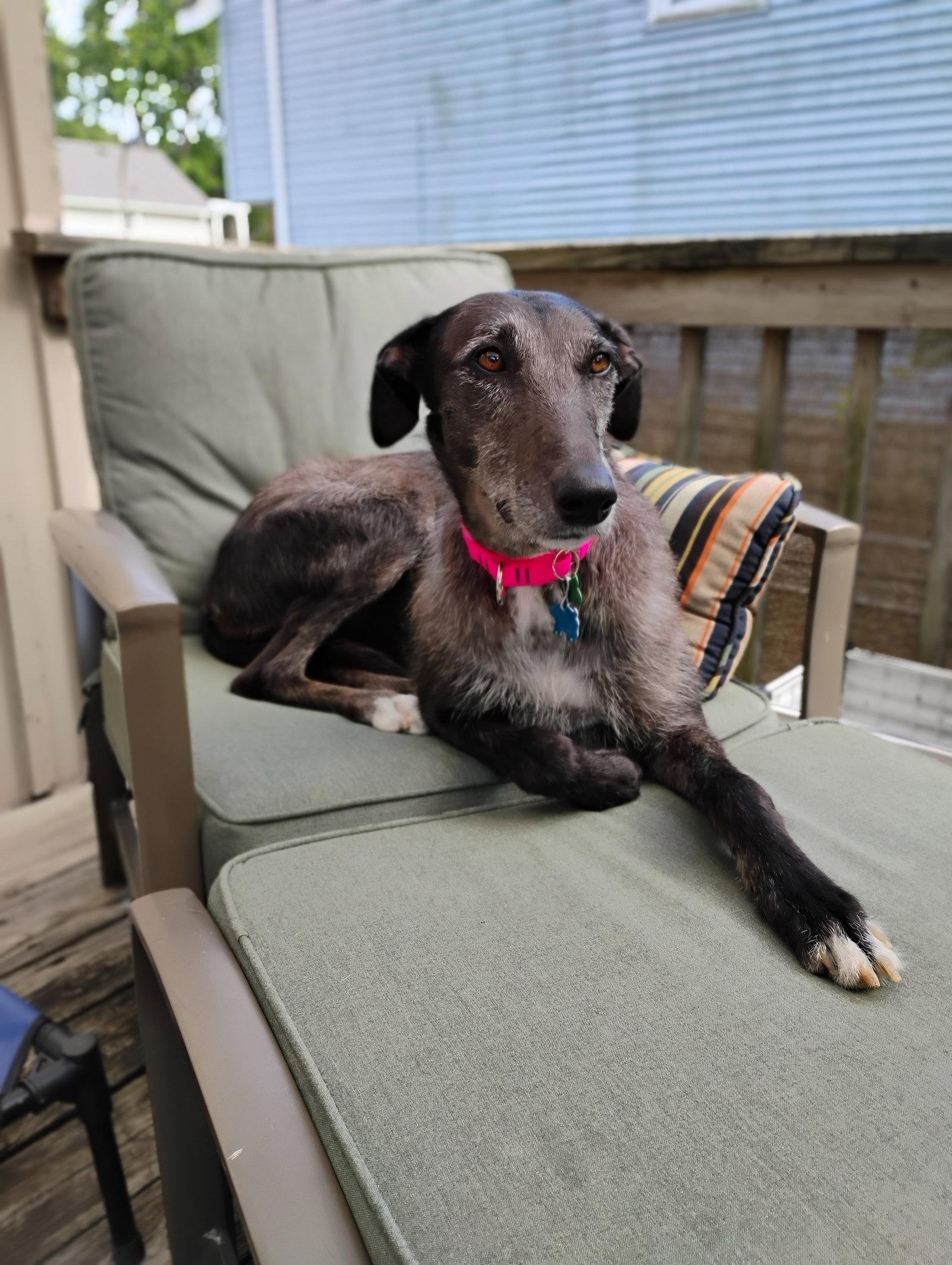 Moxie, a Adoptable mixed breed in Kansas City, MO image 2/3