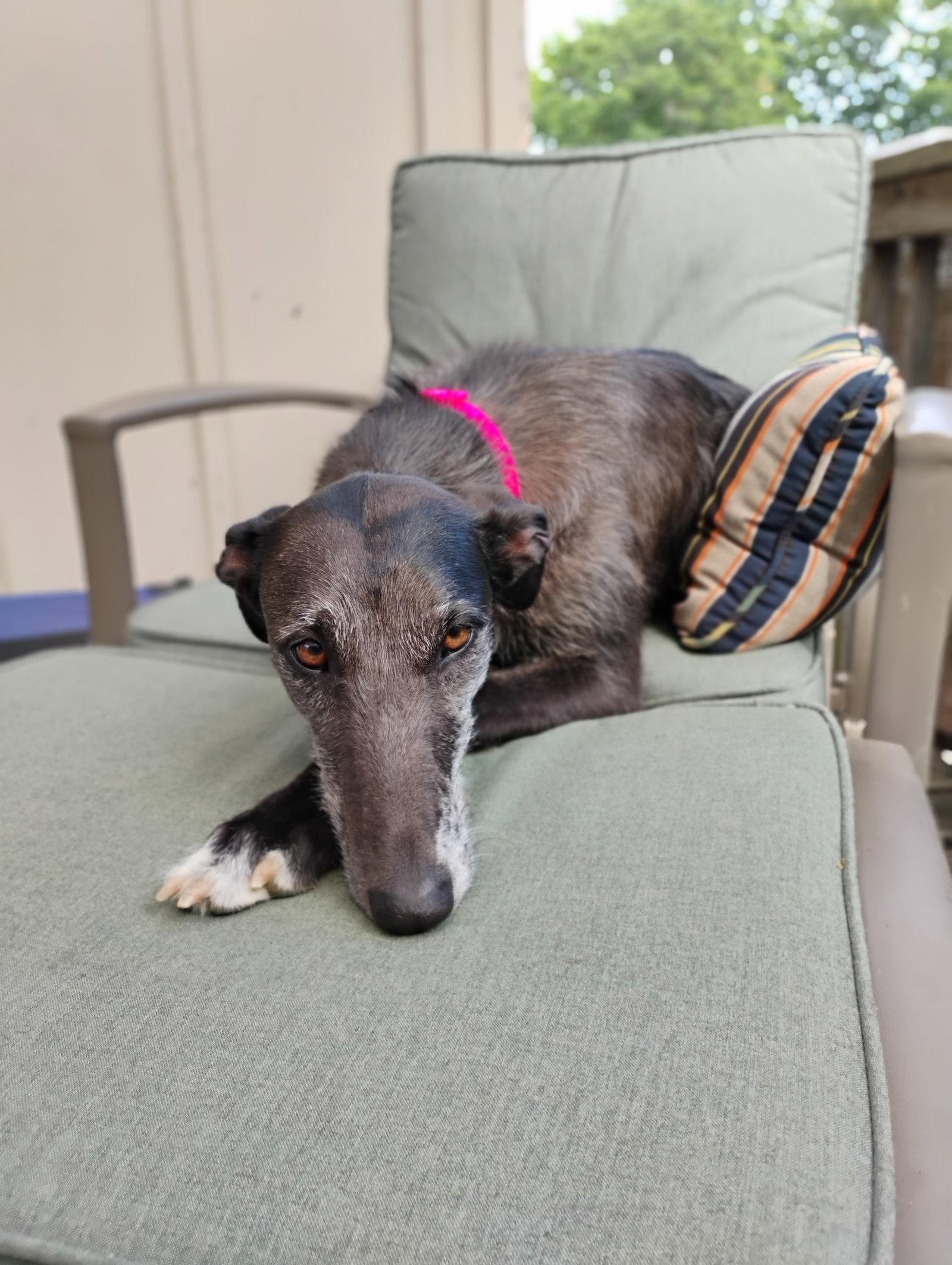Moxie, a Adoptable mixed breed in Kansas City, MO image 3/3