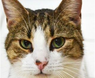 Valerie, Adoptable, Senior Female Domestic Short Hair.