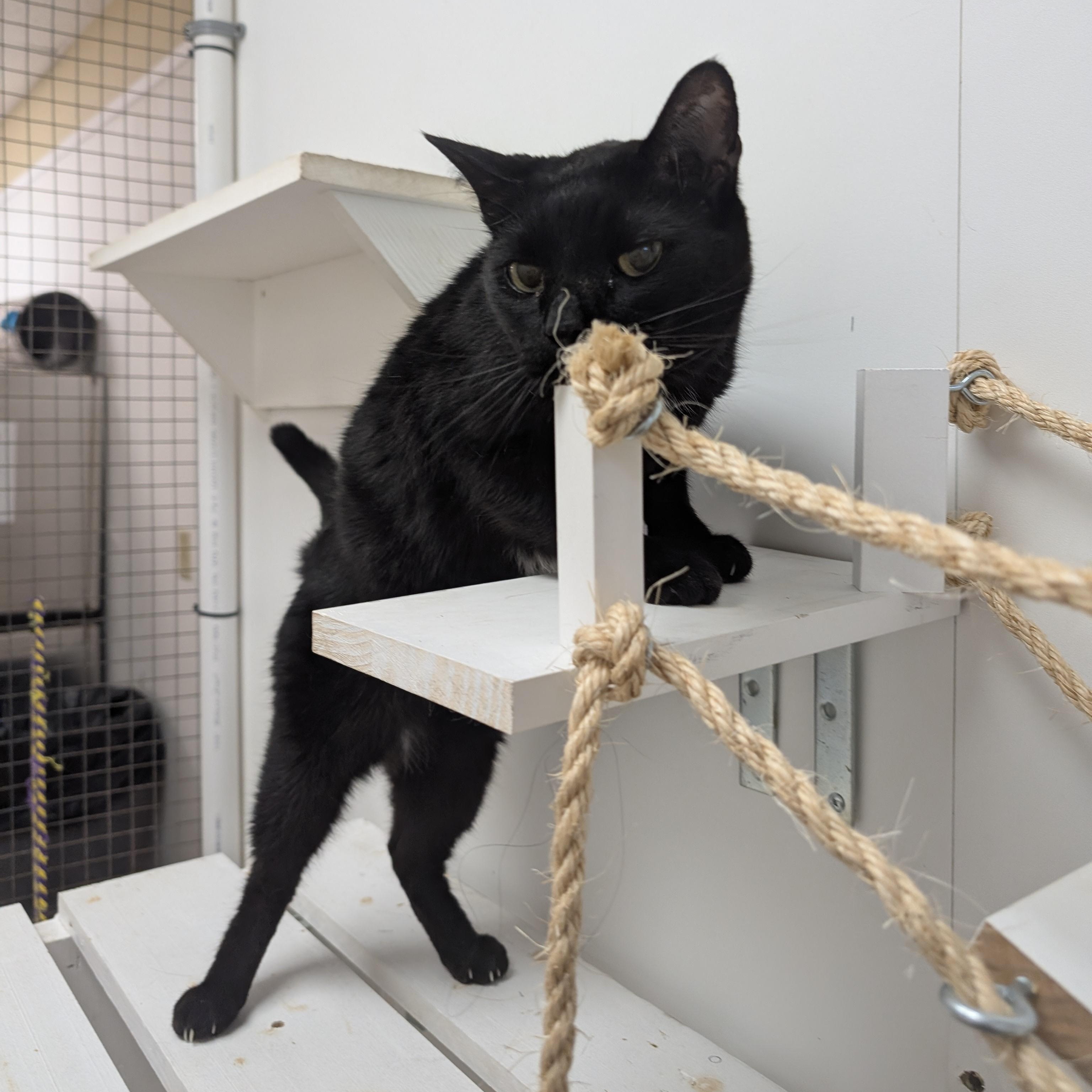 Enlarge Jakie, an adopted Domestic Short Hair in St. Augustine, FL image 2/3