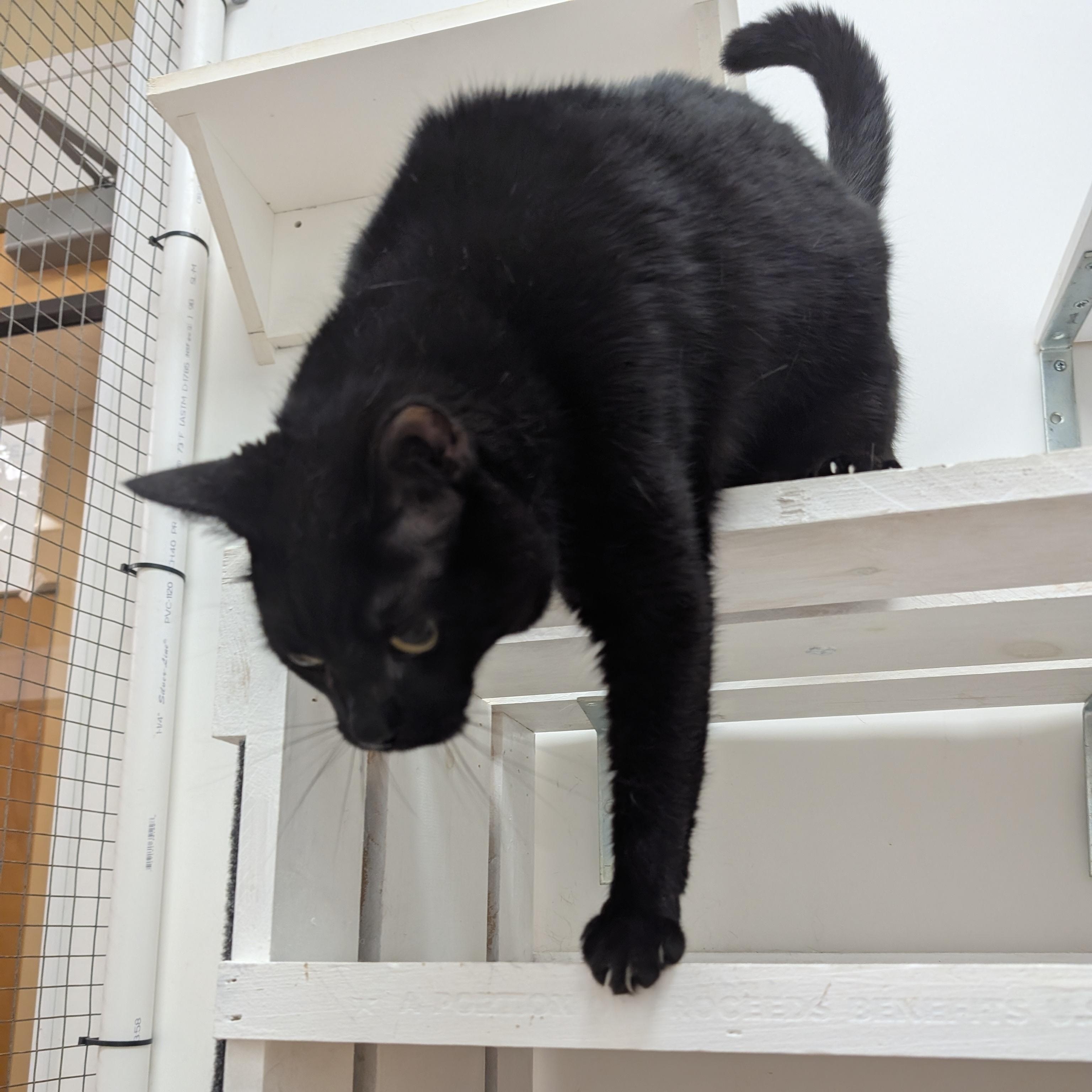 Enlarge Jakie, an adopted Domestic Short Hair in St. Augustine, FL image 3/3