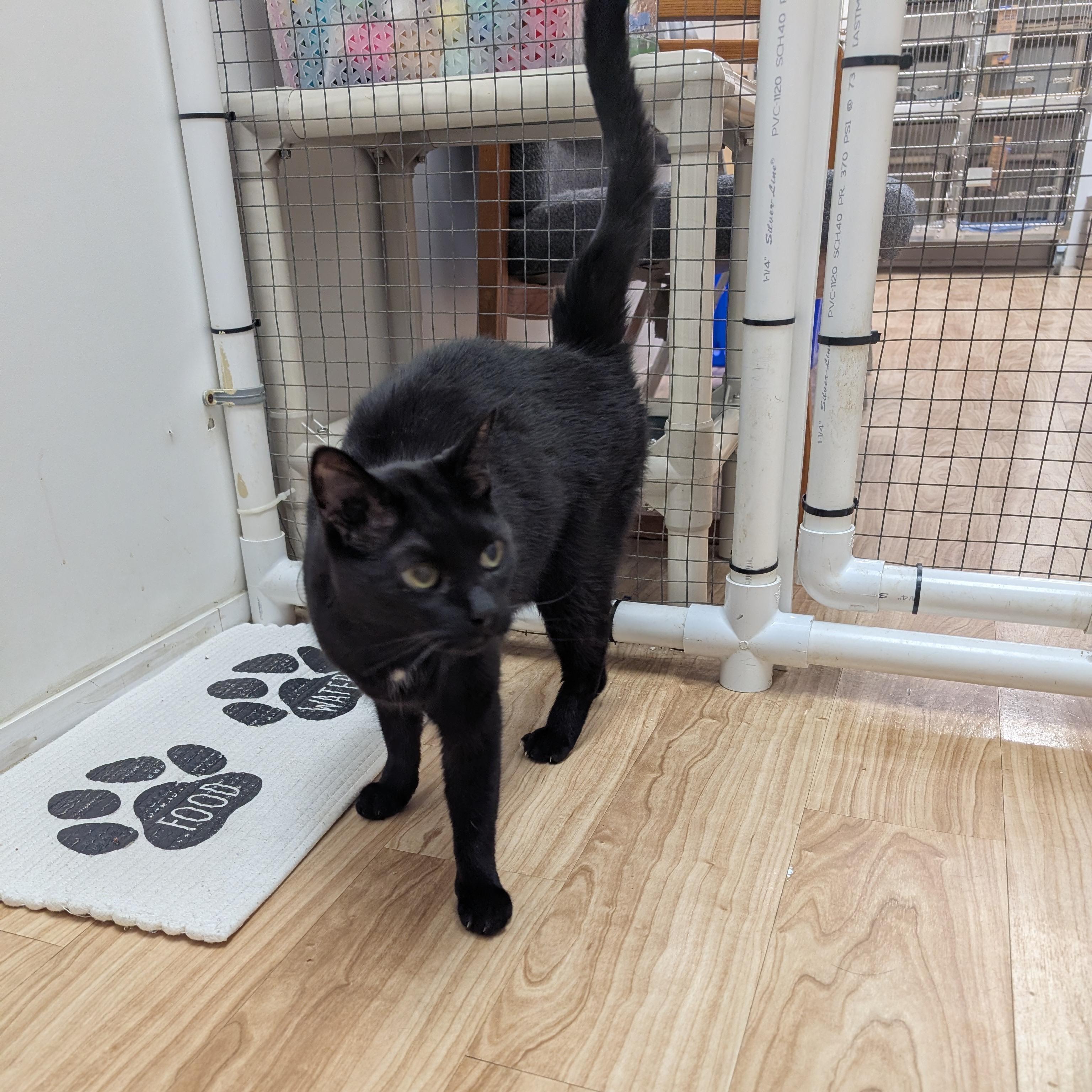 Jakie, adopted, Adult Male Domestic Short Hair.