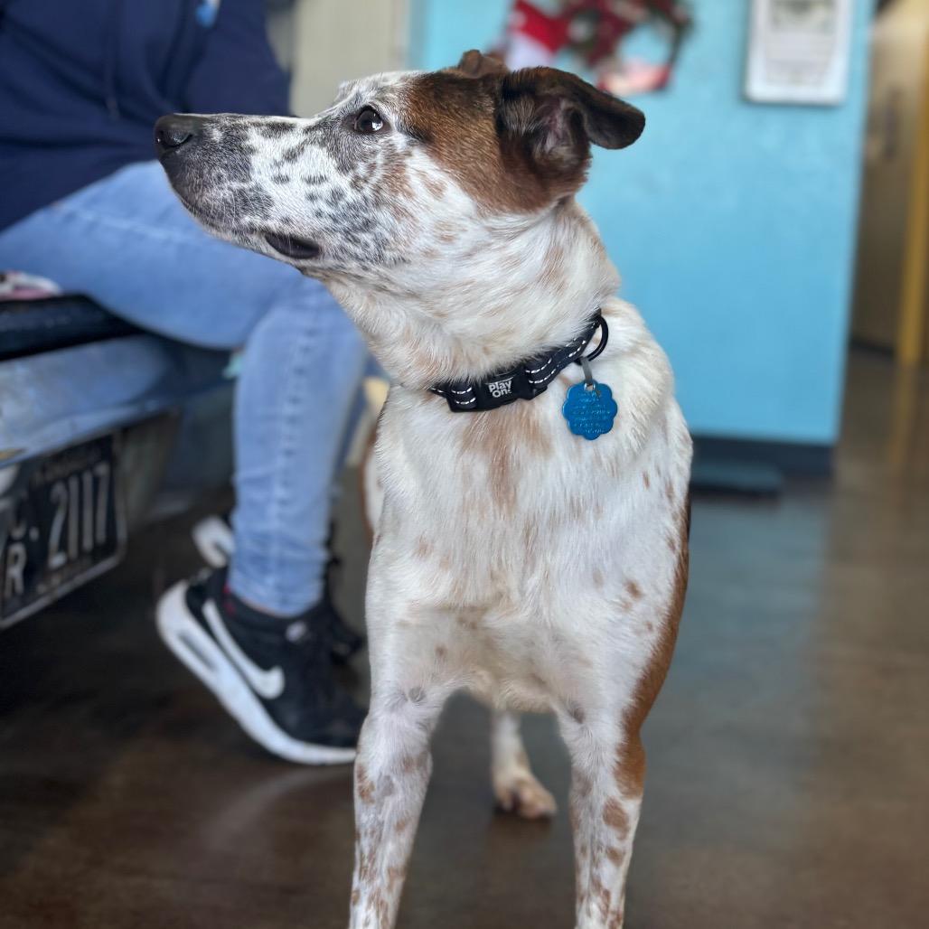 Bagel, Adoptable, Adult Male Cattle Dog.