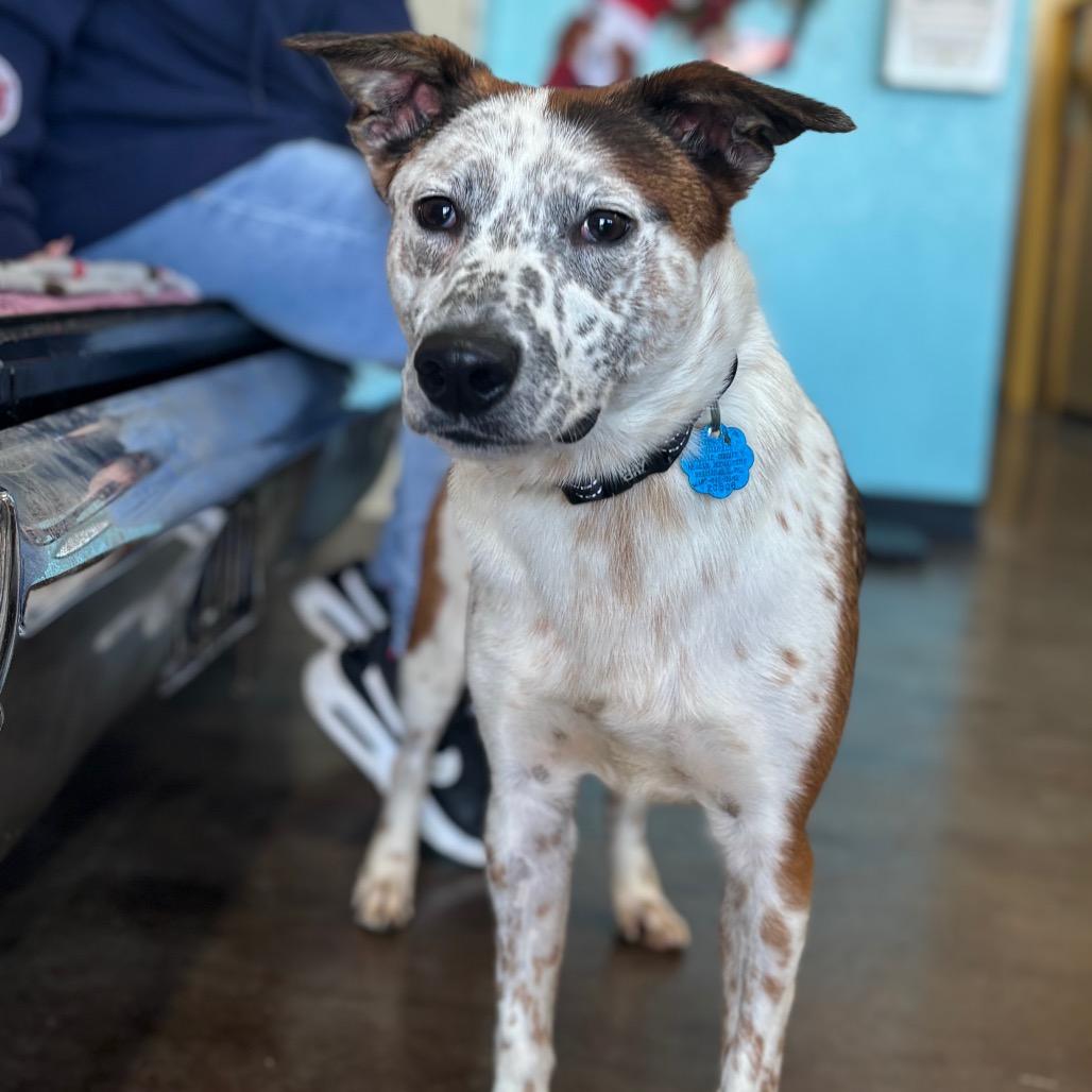 Bagel, Adoptable, Adult Male Cattle Dog.