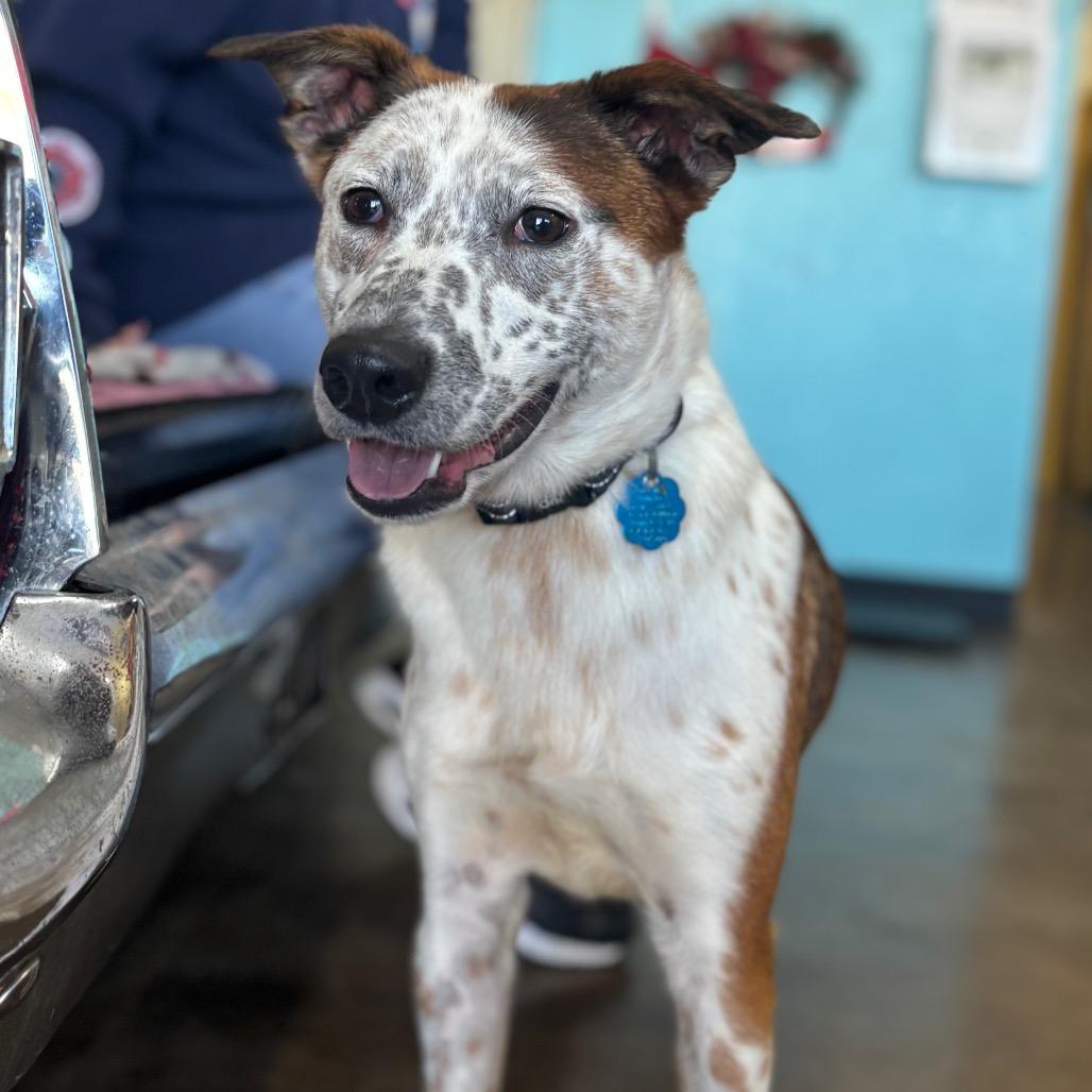 Enlarge Bagel, a Adoptable mixed breed in Springfield, MO image 4/5