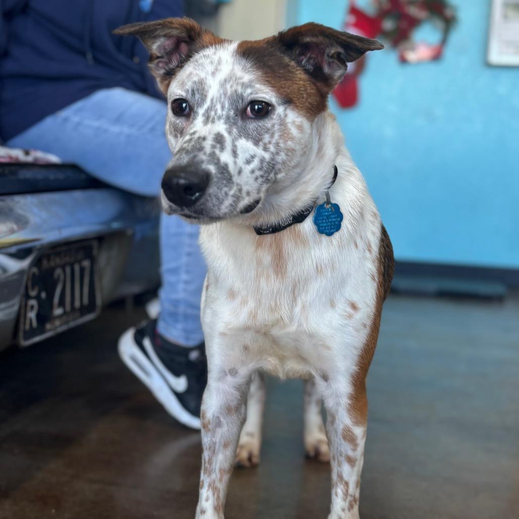 Enlarge Bagel, a Adoptable mixed breed in Springfield, MO image 5/5