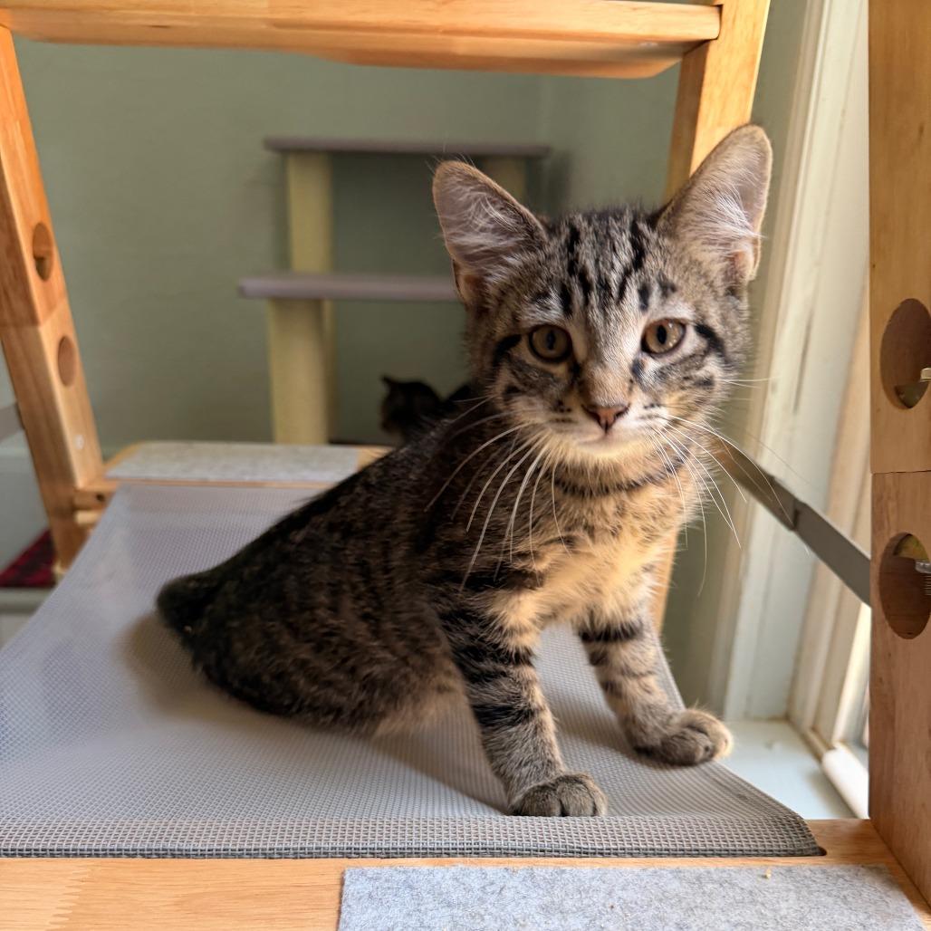 Ralph, a Adoptable Domestic Short Hair in Richland, MI image 1/4